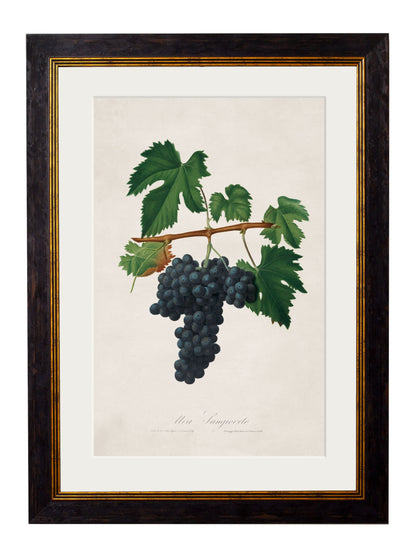 c.1817 Collection of Botanical Grapes styled view – Leya Buster Interiors