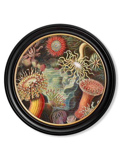 c.1904 Haeckel Flora and Fauna – Round Frames styled view – Leya Buster Interiors