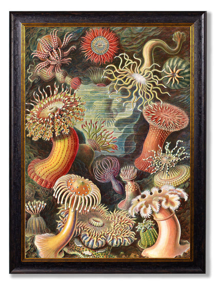 c.1904 Haeckel Flora styled view – Leya Buster Interiors
