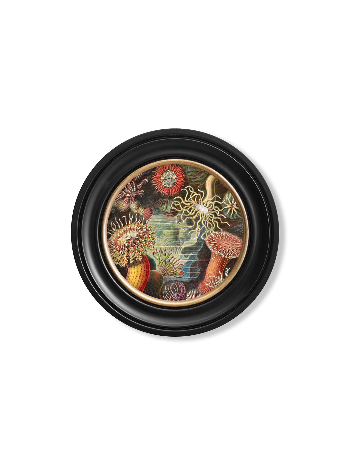 c.1904 Haeckel Flora and Fauna – Round Frames styled view – Leya Buster Interiors