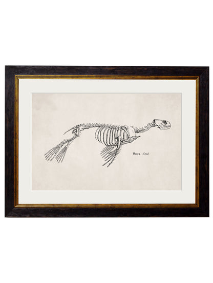 c.1870 Anatomical Skeletons styled view – Leya Buster Interiors