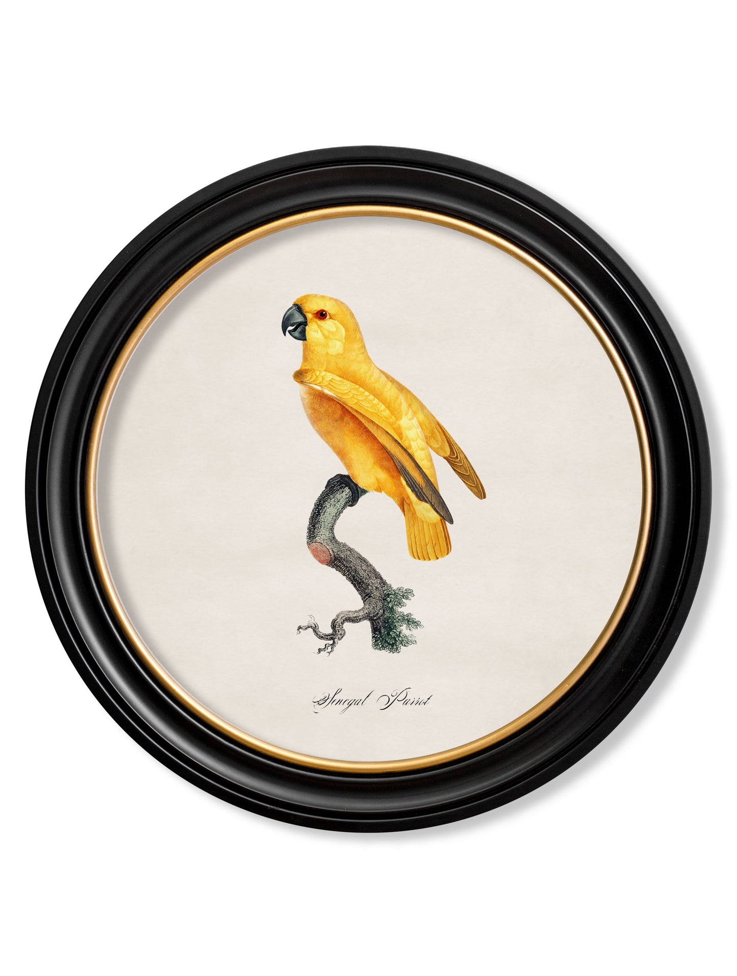 C.1800's Collection of Parrots in Round Frames 2 styled view – Leya Buster Interiors