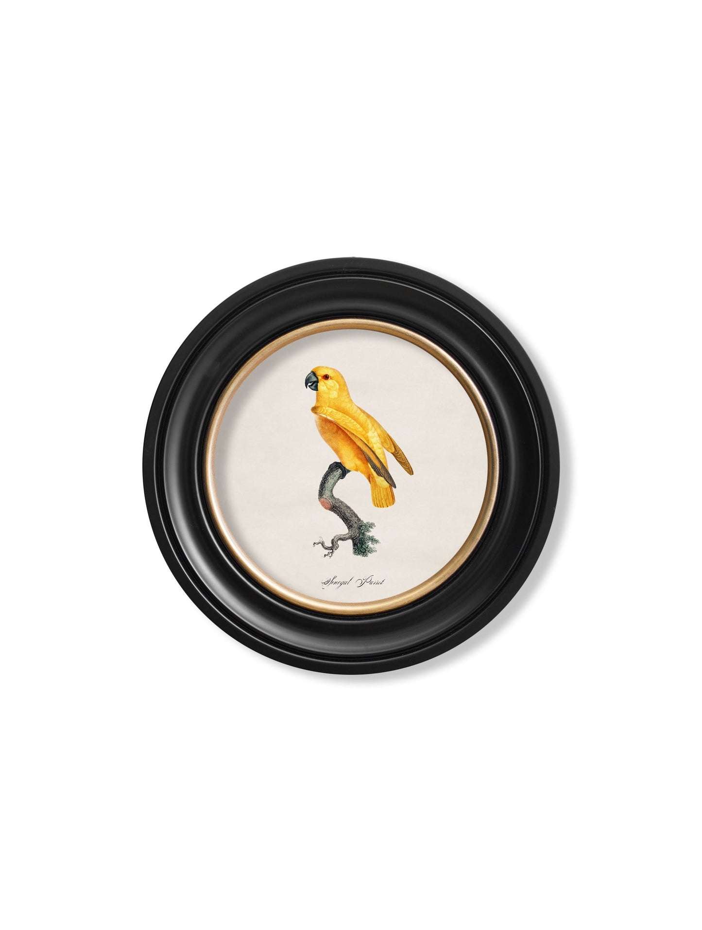 C.1800's Collection of Parrots in Round Frames 2 styled view – Leya Buster Interiors