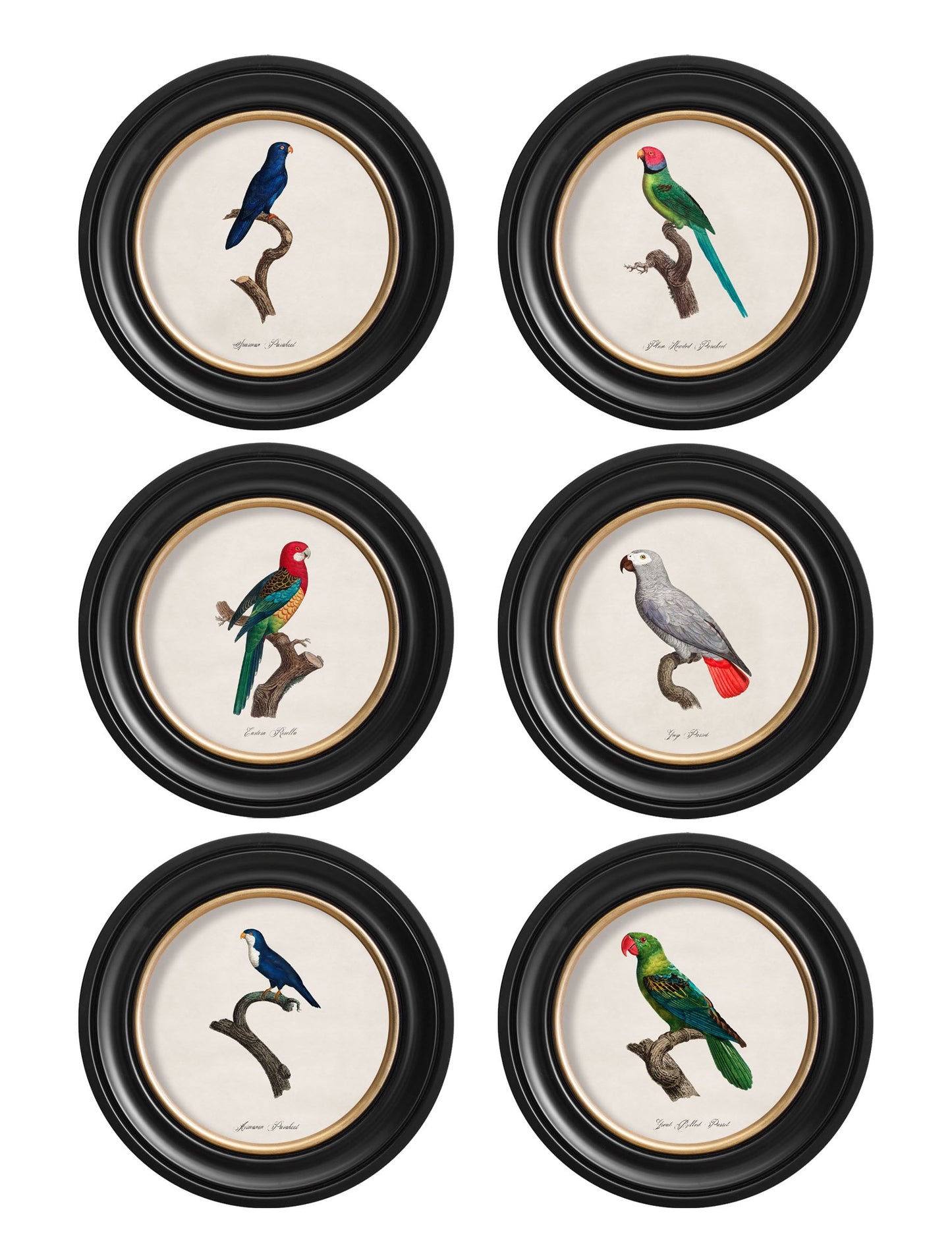 C.1800's Collection of Parrots in Round Frames 1 detail – Leya Buster Interiors