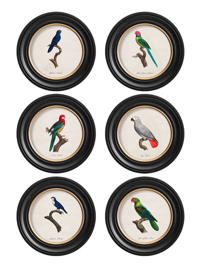 C.1800's Collection of Parrots in Round Frames 1 detail – Leya Buster Interiors
