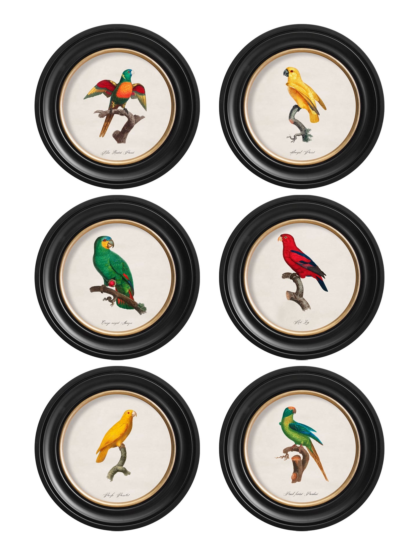 C.1800's Collection of Parrots in Round Frames 2 detail – Leya Buster Interiors