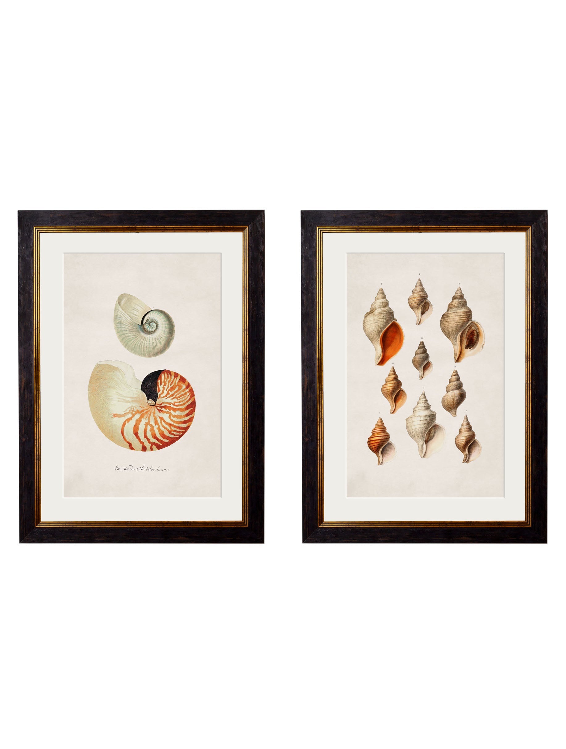 c.1848 Studies of Shells detail – Leya Buster Interiors