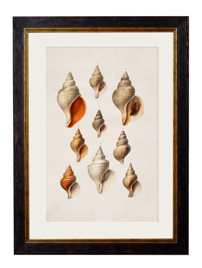 c.1848 Studies of Shells styled view – Leya Buster Interiors