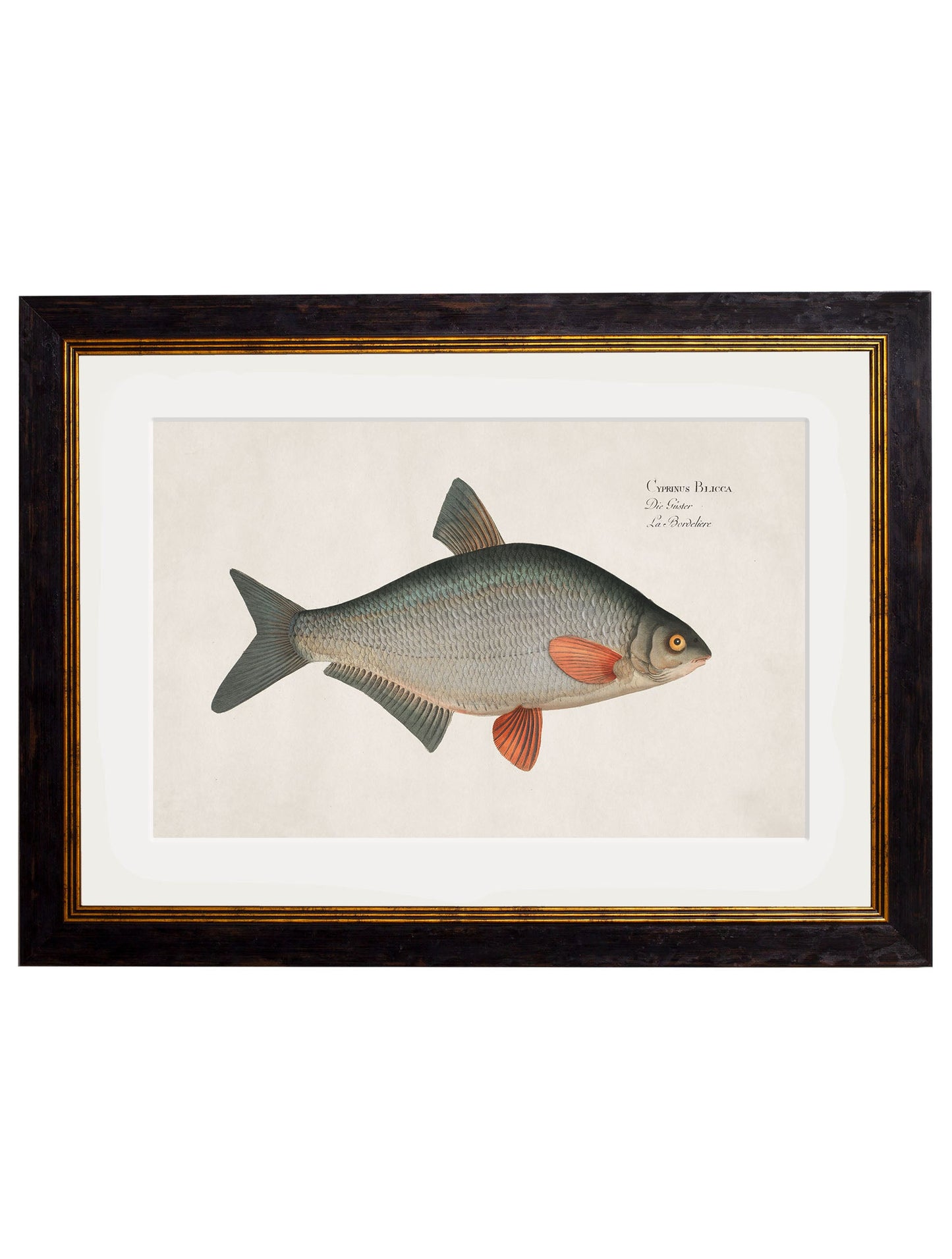 c.1785 Fresh Water Fish styled view – Leya Buster Interiors