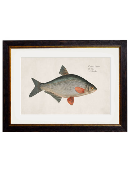 c.1785 Fresh Water Fish styled view – Leya Buster Interiors