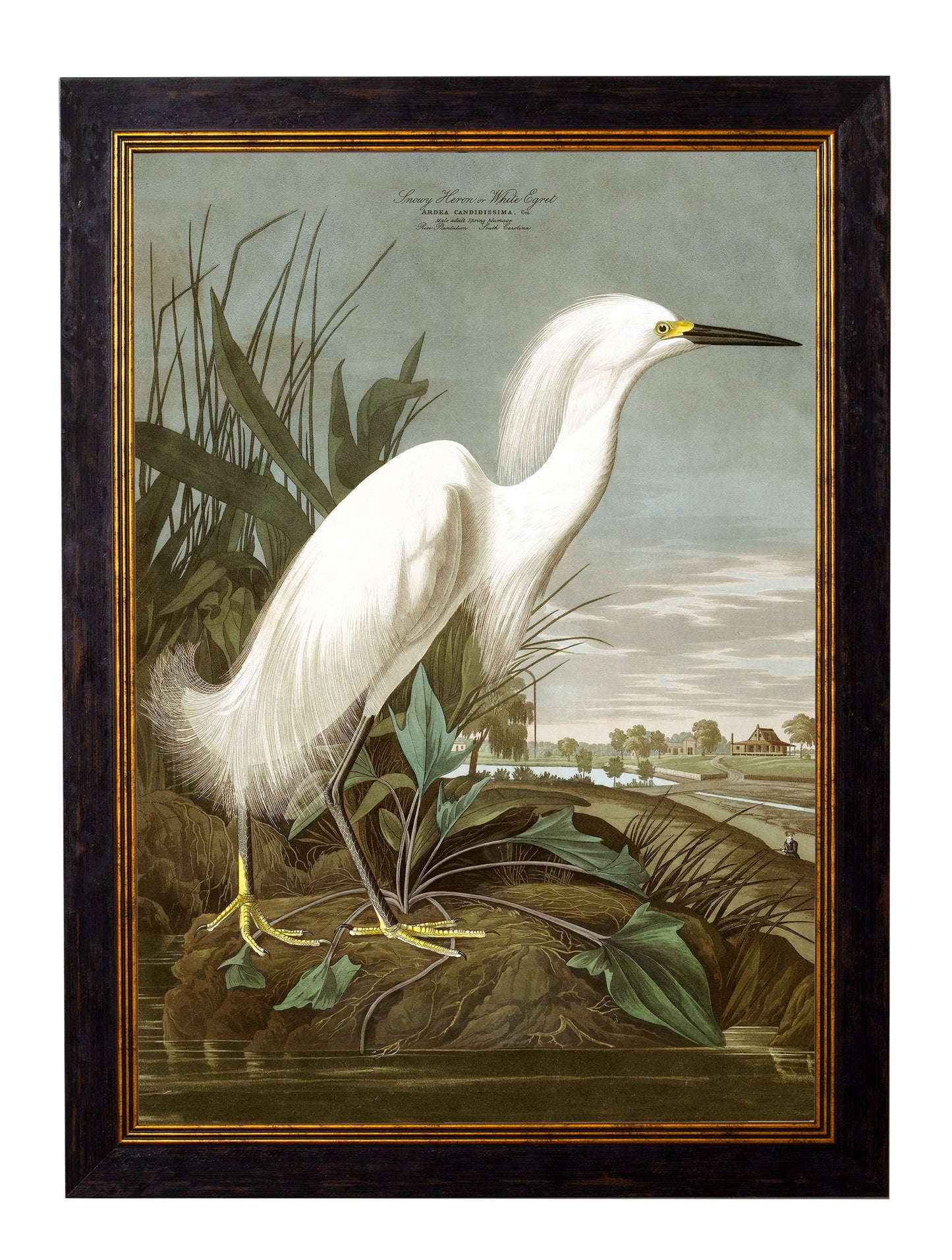 c.1838 Audubon's Herons styled view – Leya Buster Interiors