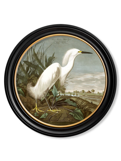 c.1838 Audubon's Herons in Round Frames styled view – Leya Buster Interiors