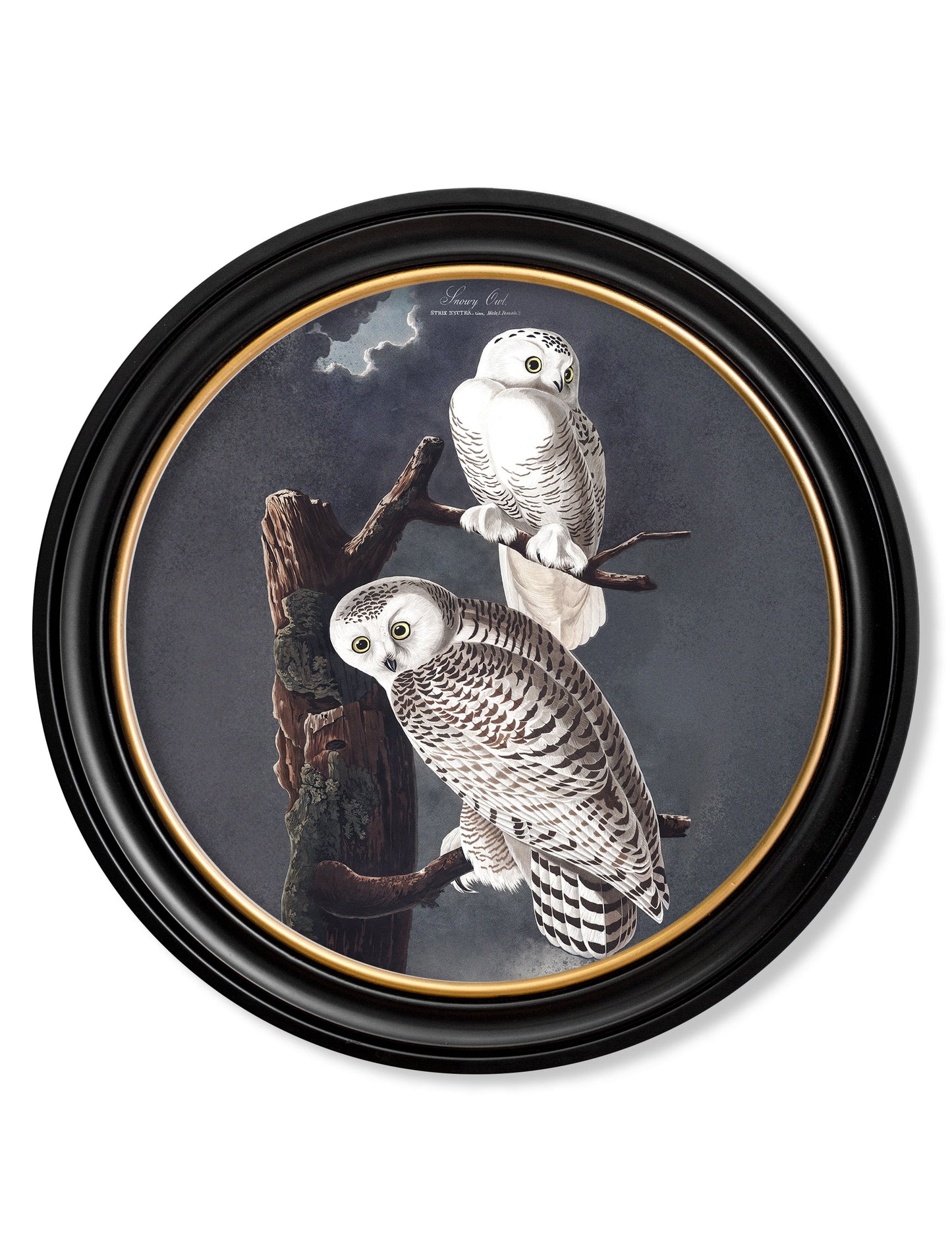 c.1838 Audubon's Owls – Round Frame styled view – Leya Buster Interiors