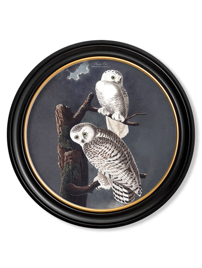 c.1838 Audubon's Owls – Round Frame styled view – Leya Buster Interiors