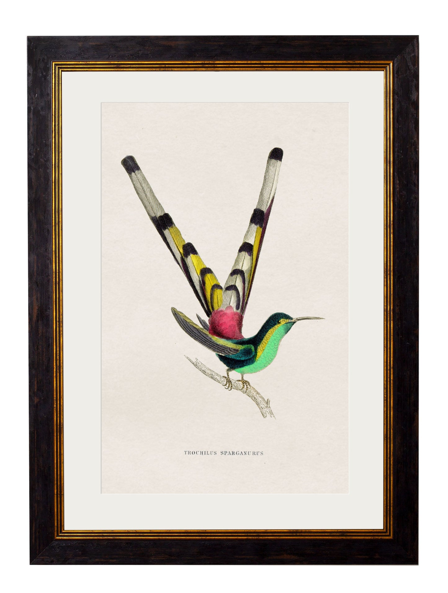 c.1833 Hummingbirds styled view – Leya Buster Interiors