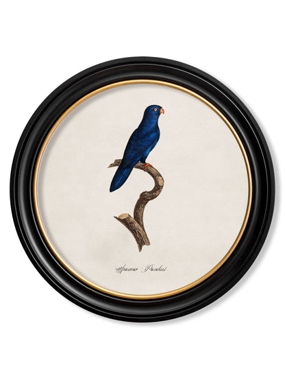 C.1800's Collection of Parrots in Round Frames 1 styled view – Leya Buster Interiors