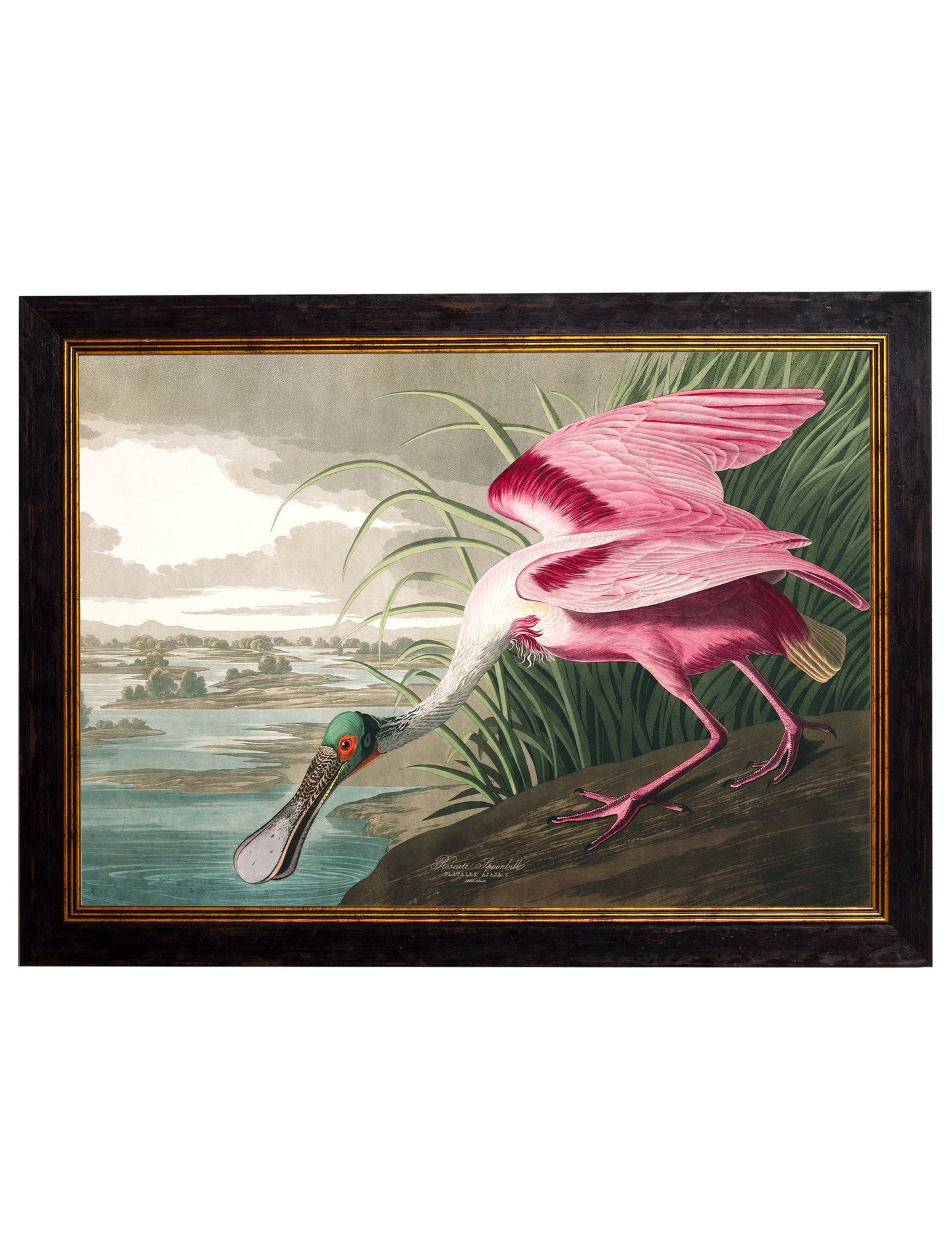 c.1838 Audubon's Birds of America styled view – Leya Buster Interiors