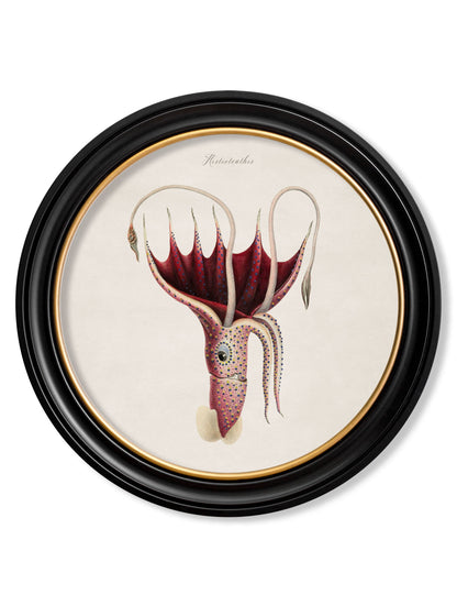 c.1876 Marine Animals in Round Frames styled view – Leya Buster Interiors
