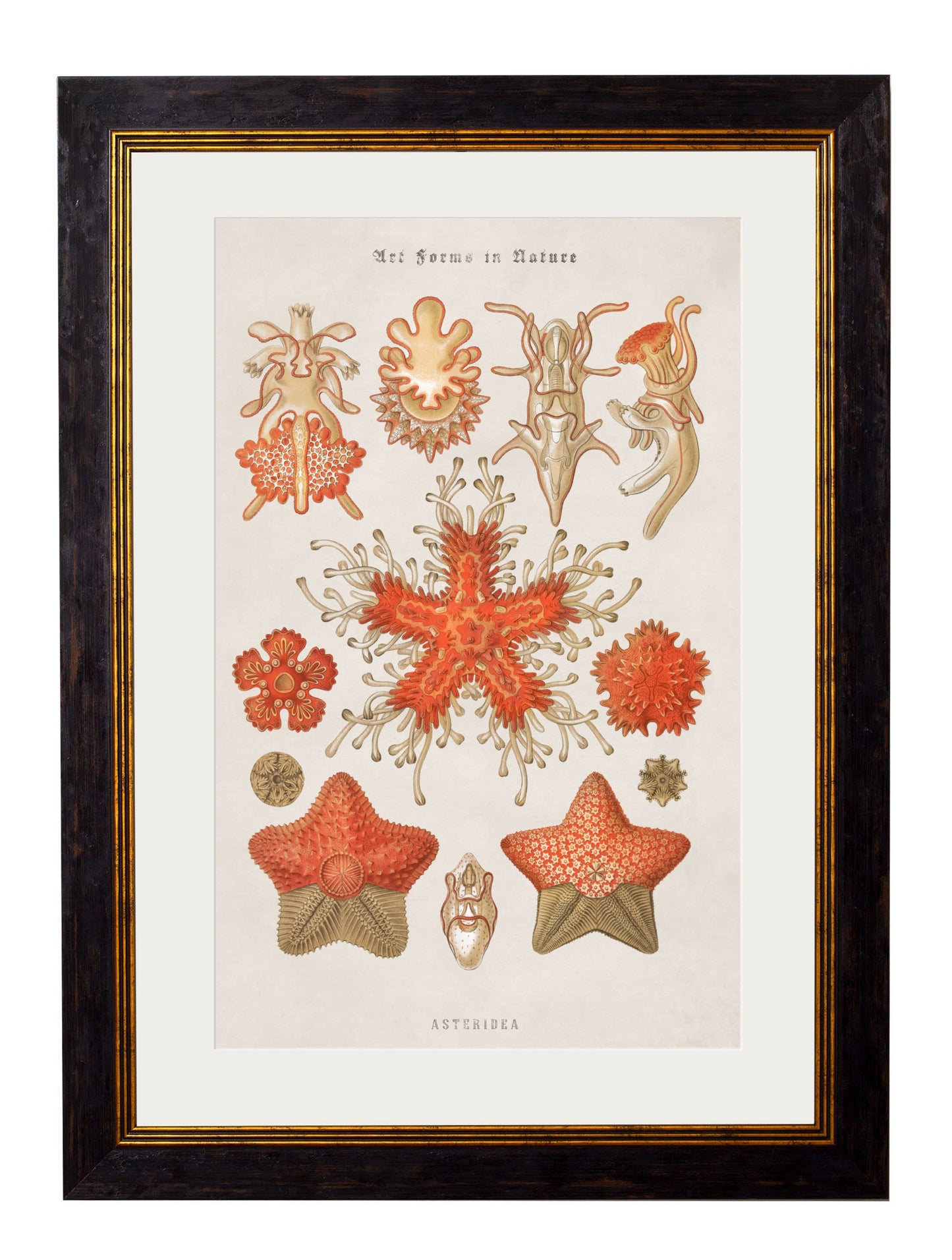 c.1904 Haeckel Marine Animals styled view – Leya Buster Interiors