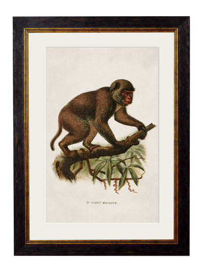 c.1910 Collection of Primates styled view – Leya Buster Interiors