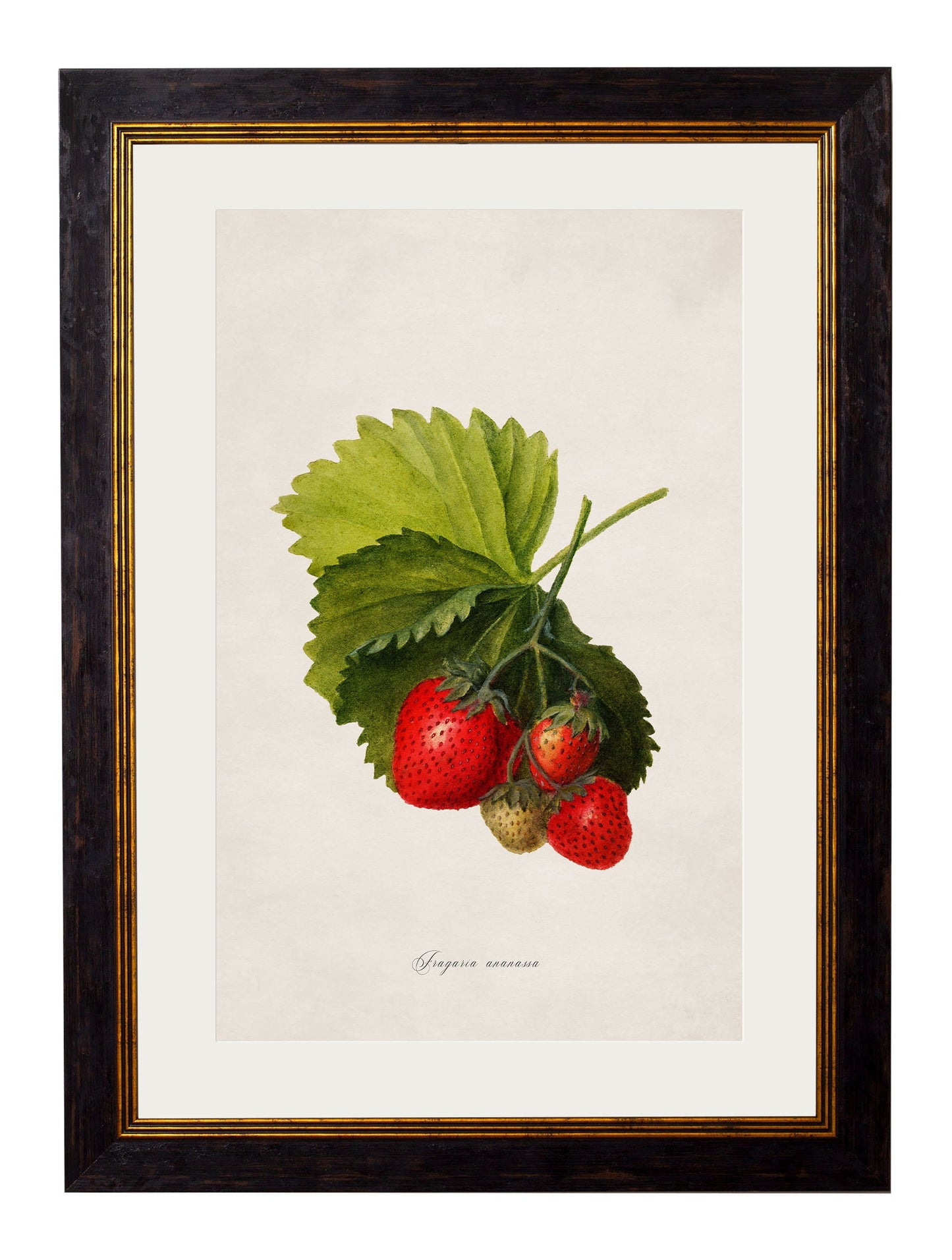c.1886 Study of Berries & Cherries styled view – Leya Buster Interiors