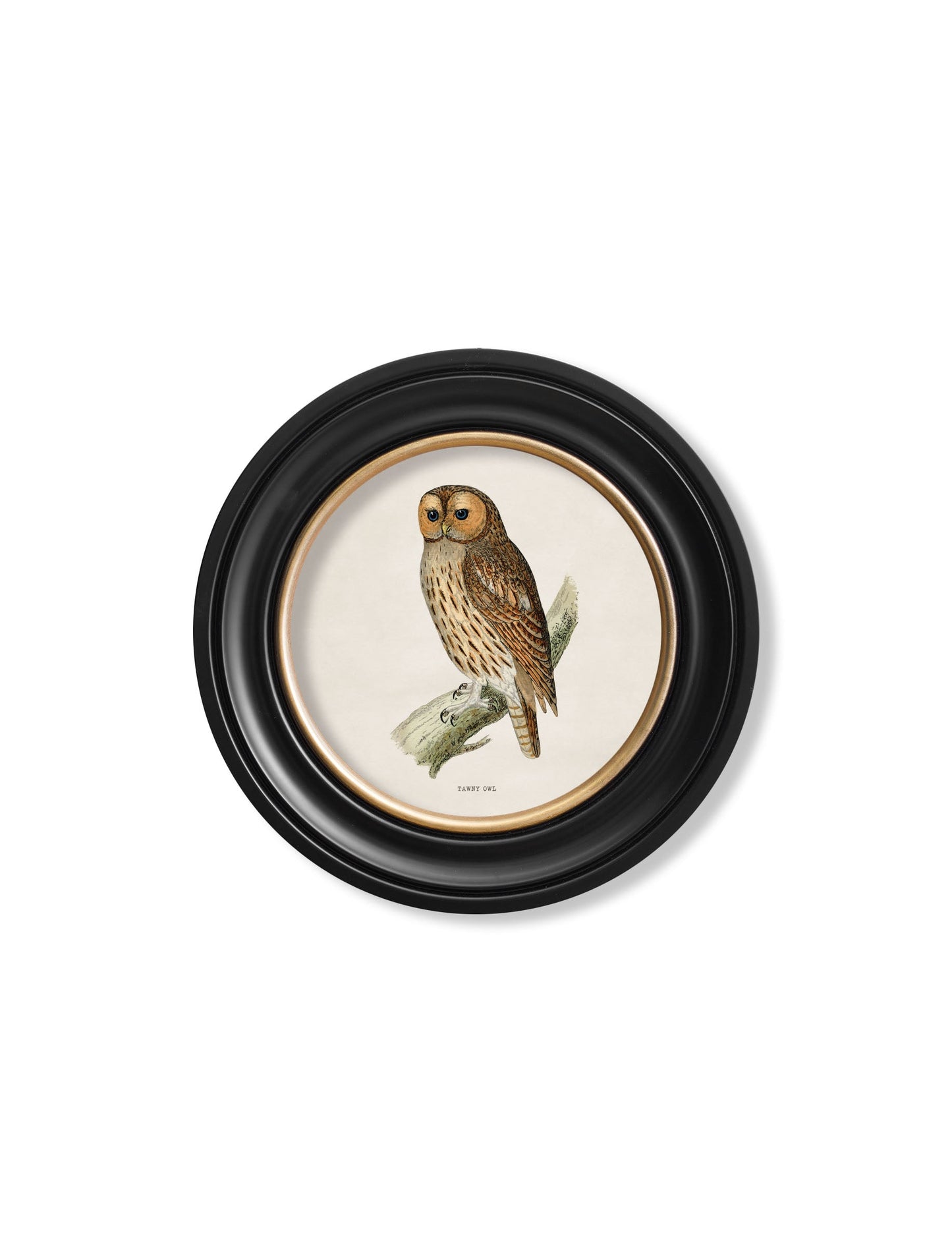c.1870 British owls in Round Frames styled view – Leya Buster Interiors