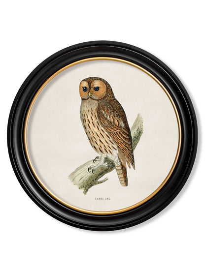 c.1870 British owls in Round Frames styled view – Leya Buster Interiors