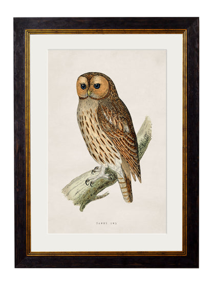 c.1870 British Owls styled view – Leya Buster Interiors