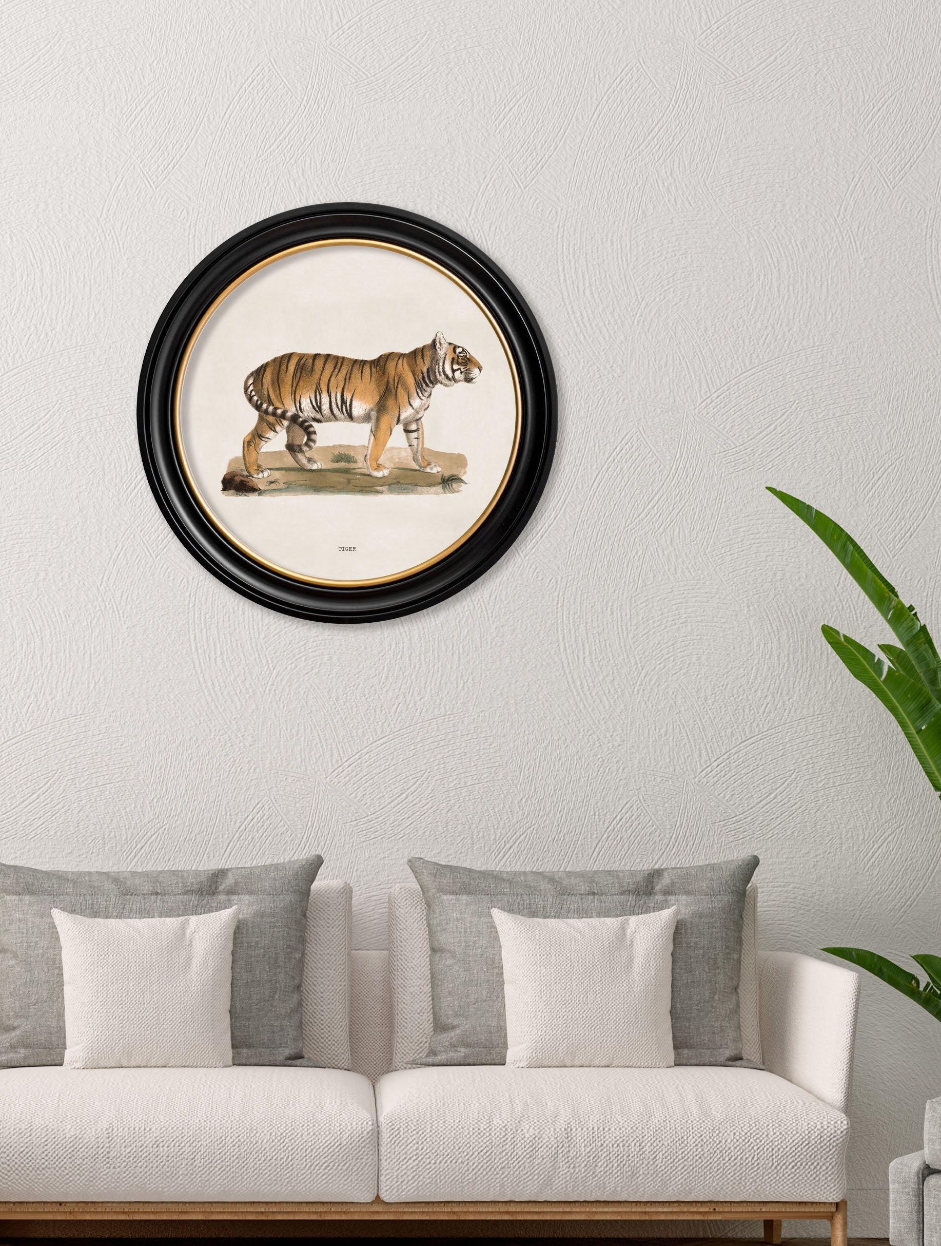 c.1824 Tiger – Round Frame – framed wall art at Leya Buster Interiors