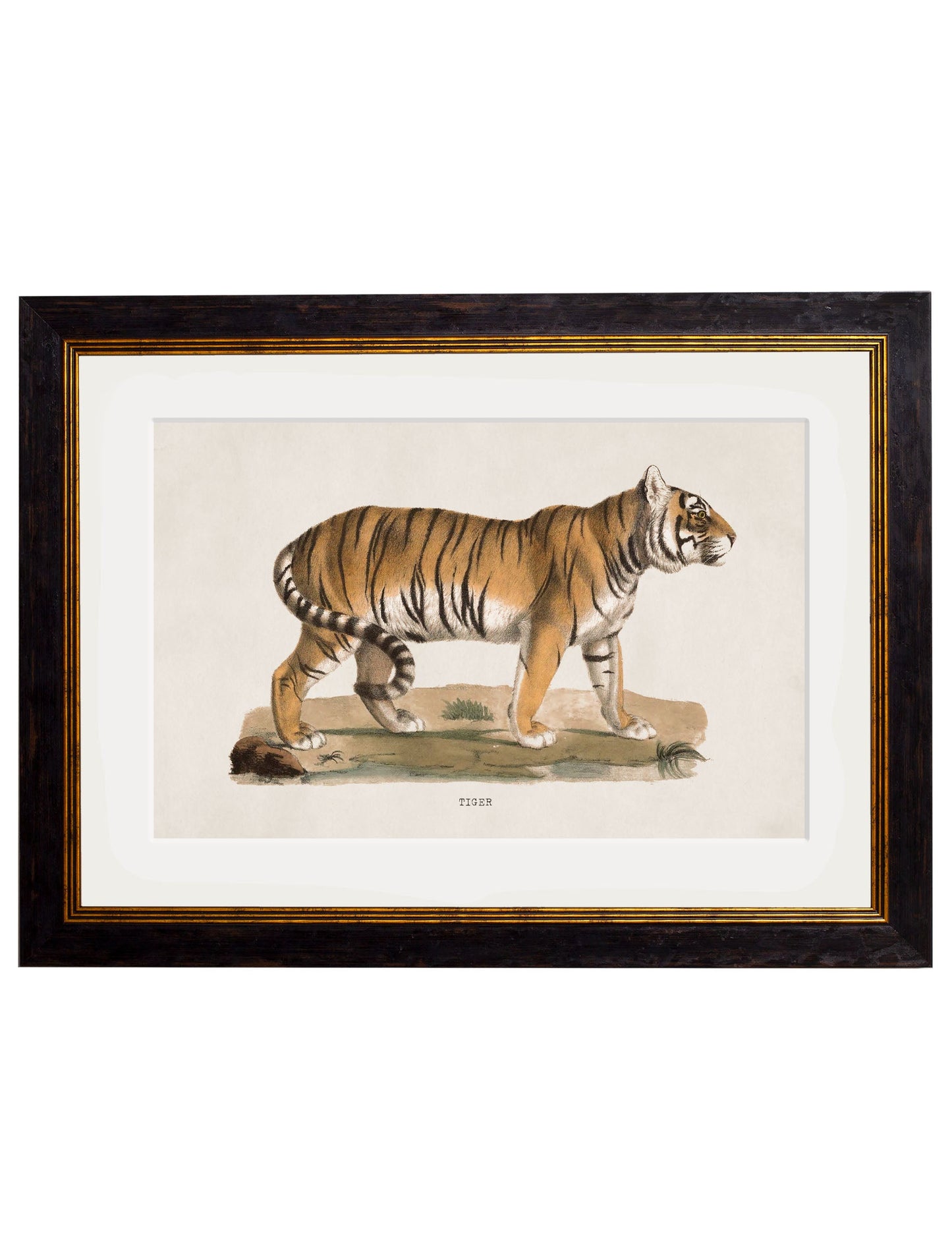 c.1824 Tiger – framed wall art at Leya Buster Interiors