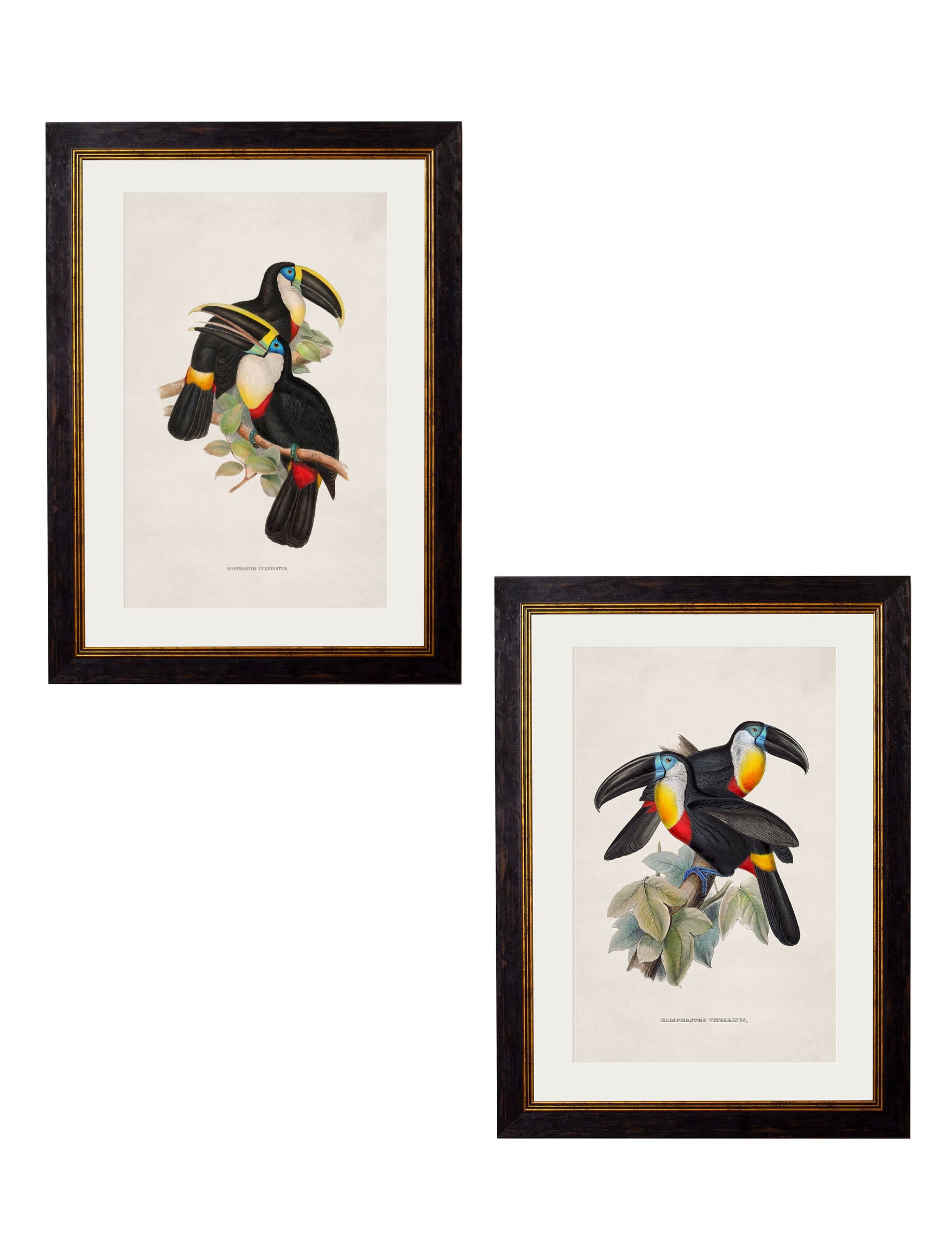 c.1848 Toucans detail – Leya Buster Interiors