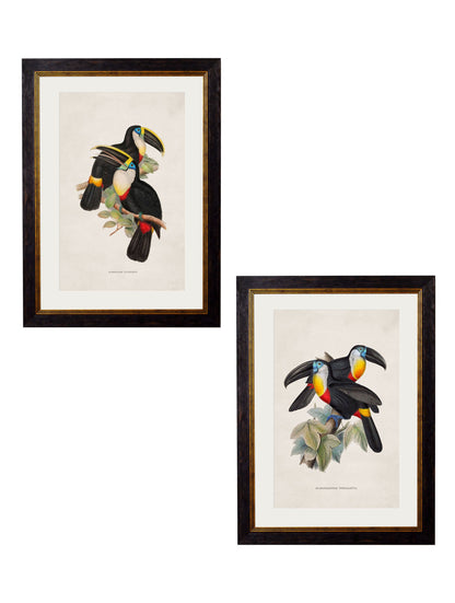 c.1848 Toucans detail – Leya Buster Interiors