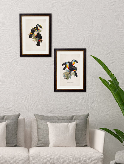 c.1848 Toucans – framed wall art at Leya Buster Interiors