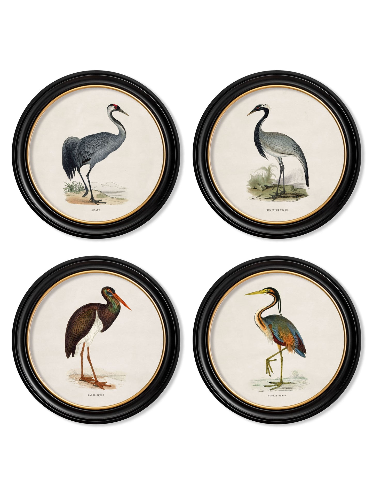 c.1870 Wading Birds in Round Frames detail – Leya Buster Interiors