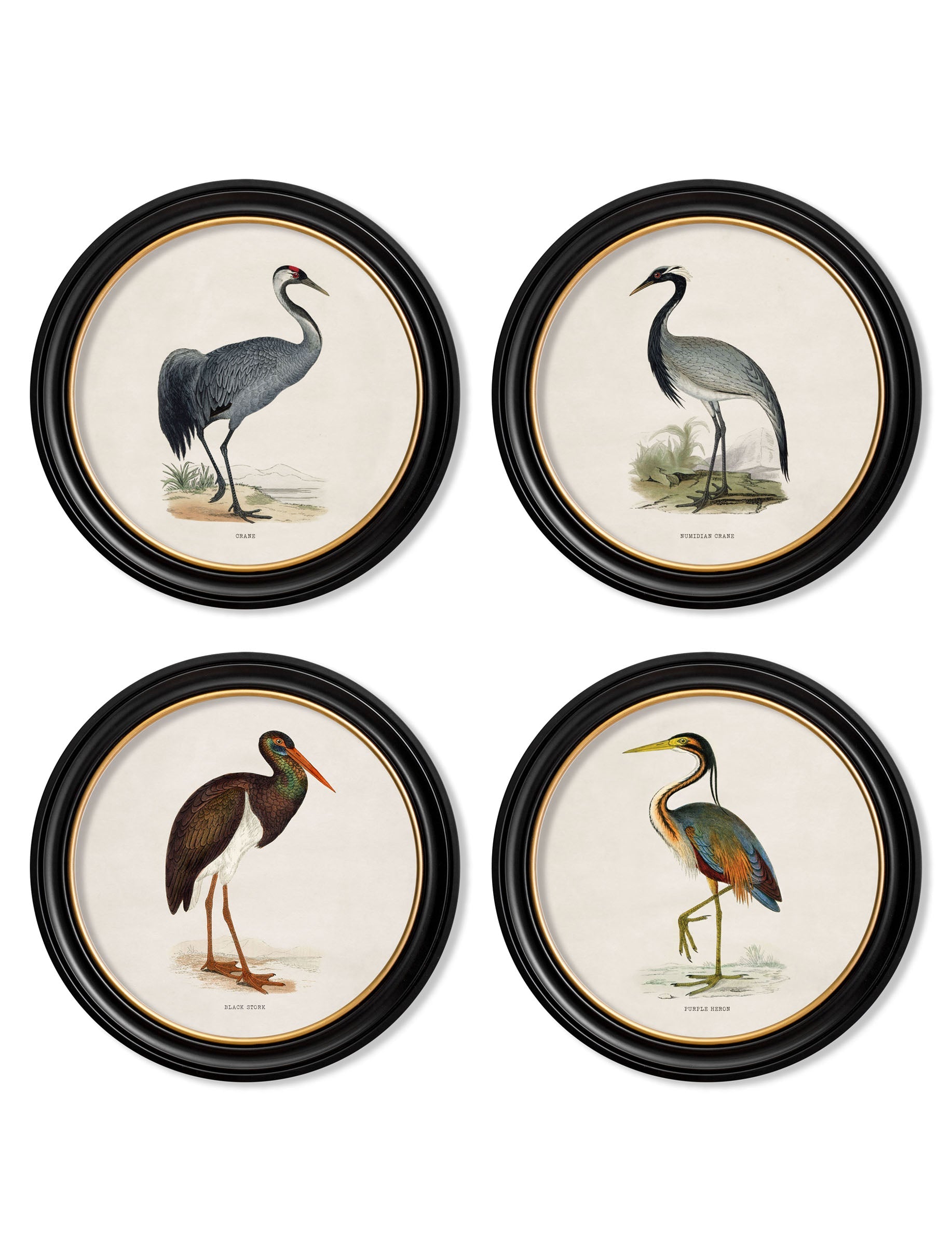 c.1870 Wading Birds in Round Frames detail – Leya Buster Interiors