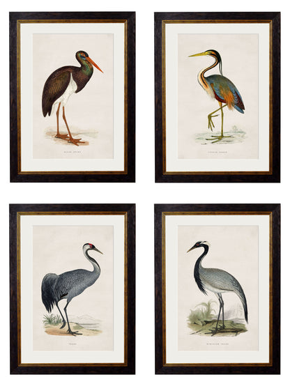 c.1850's British Wading Birds detail – Leya Buster Interiors