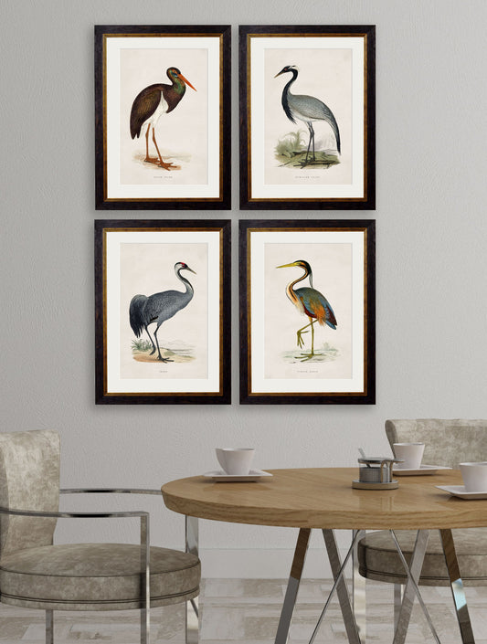 c.1850's British Wading Birds – framed wall art at Leya Buster Interiors