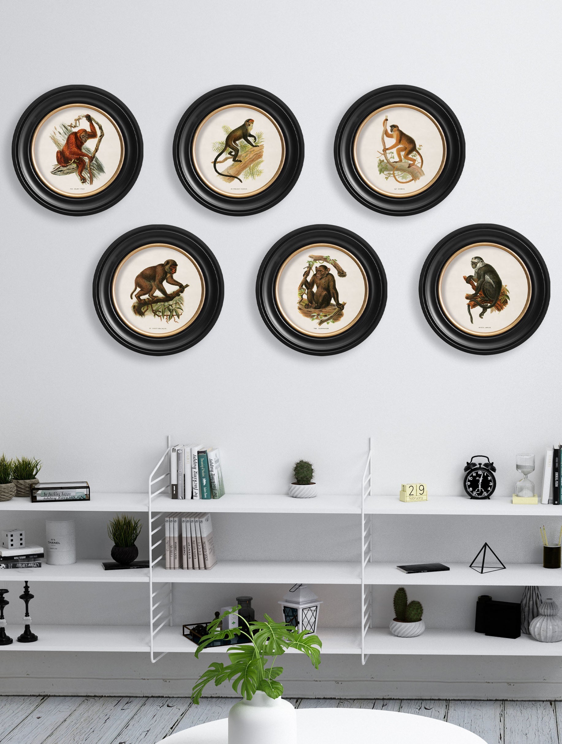 c.1910 Collection of Primates in Round Frames – framed wall art at Leya Buster Interiors