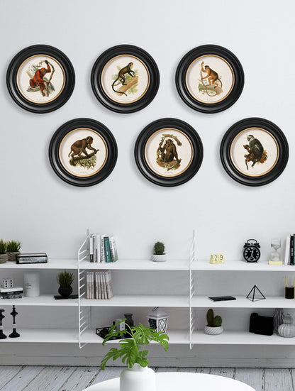 c.1910 Collection of Primates in Round Frames – framed wall art at Leya Buster Interiors