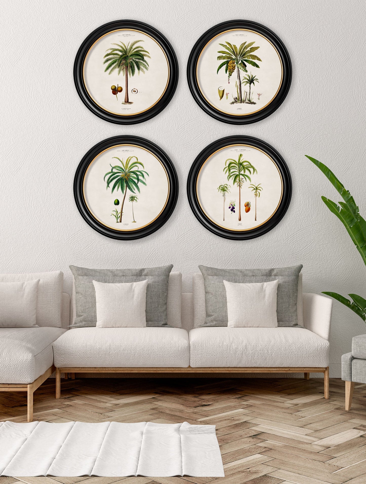 c.1843 Studies of South American Palm Trees in Round Frames – framed wall art at Leya Buster Interiors