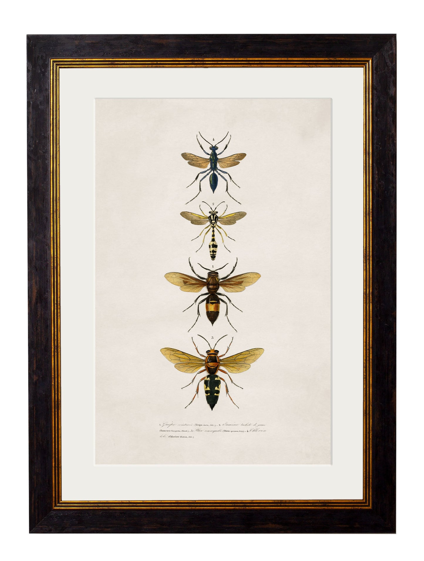 c.1892 Bees and Wasps styled view – Leya Buster Interiors