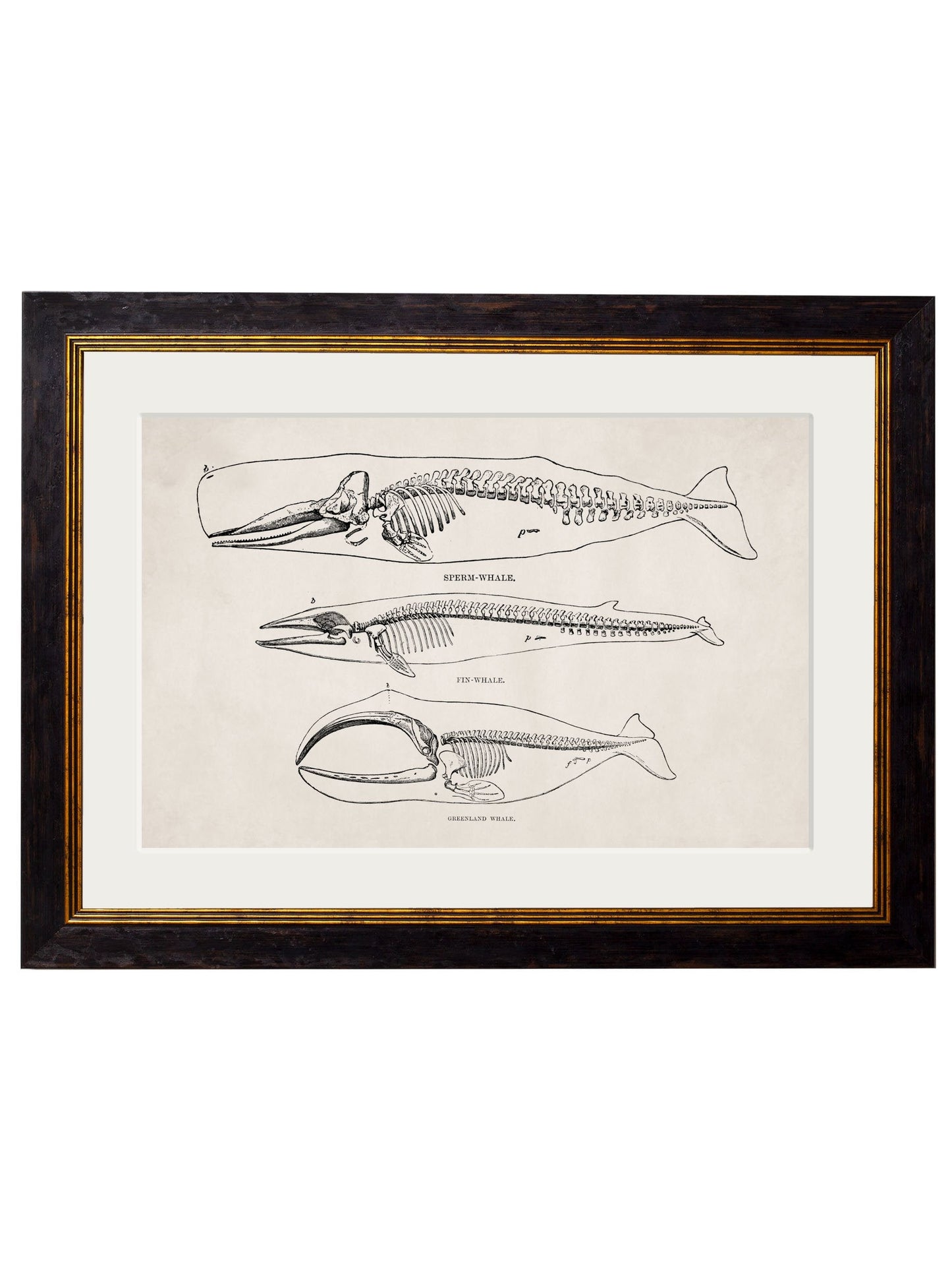 c.1870 Anatomical Skeletons styled view – Leya Buster Interiors