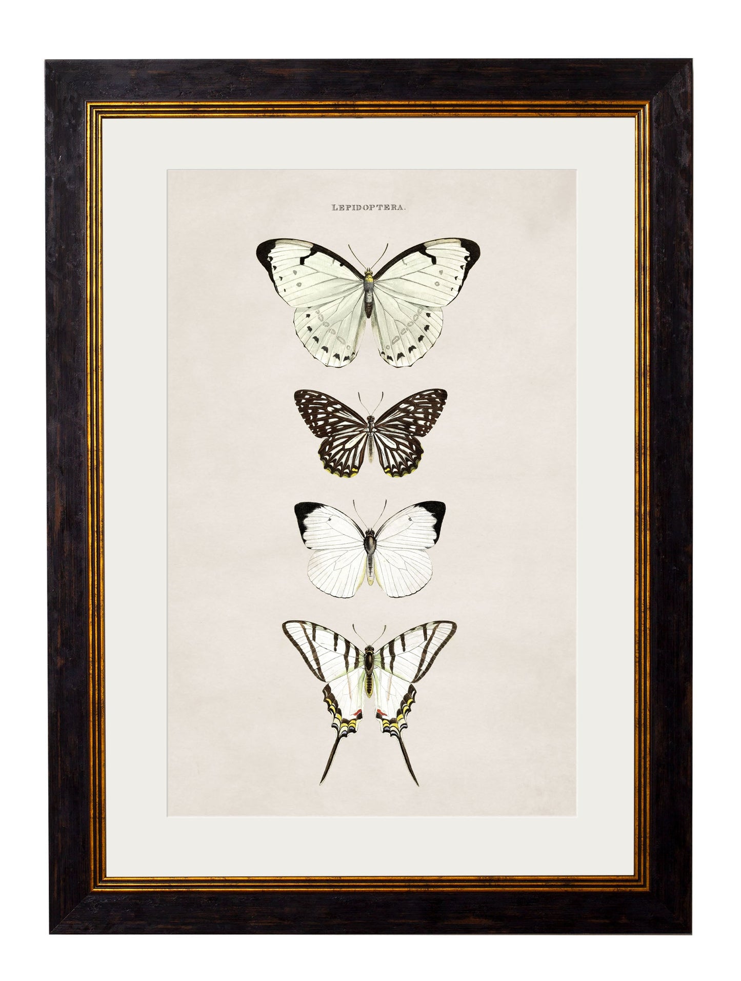 c.1835 Butterflies styled view – Leya Buster Interiors