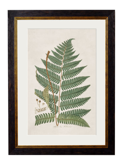 c.1831 Collection of Ferns styled view – Leya Buster Interiors